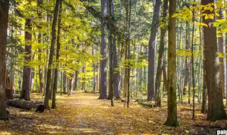 Meeting the Family Tribunal