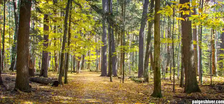 When Romance Meets Reality II