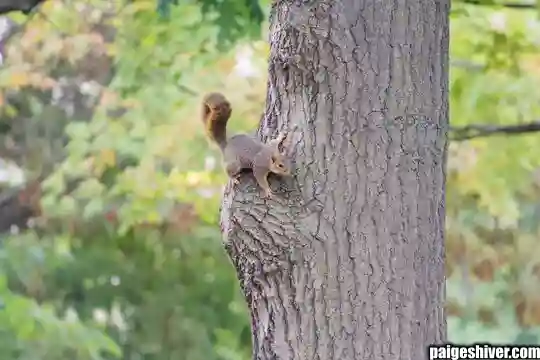 First Week Survival Guide